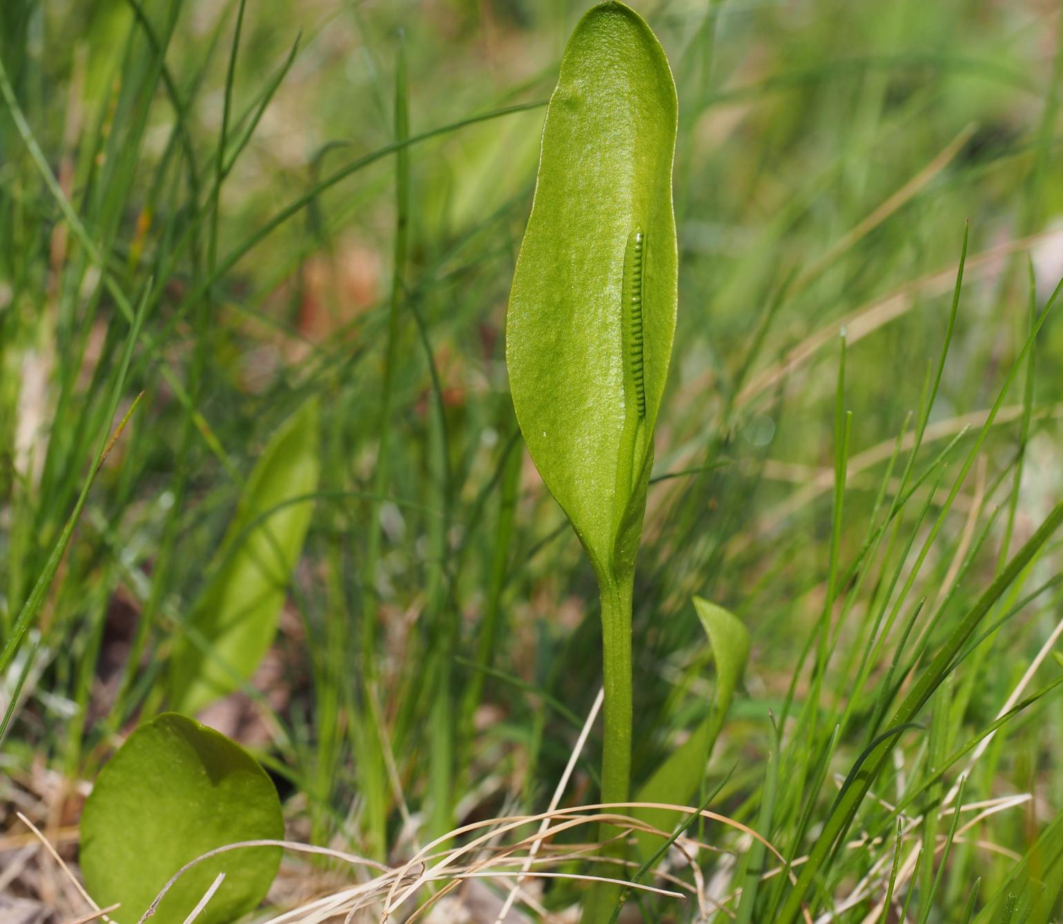 Ophioglosse commun Adderstongue, Common
